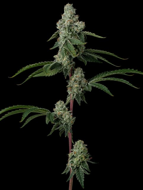 Dulce de Uva