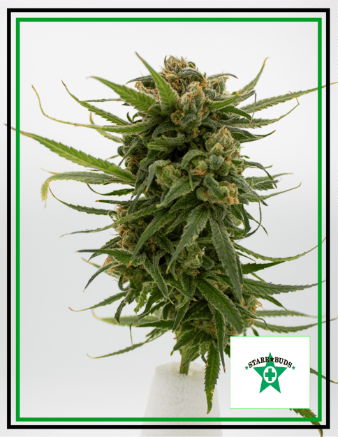 Buds - Strawbinati