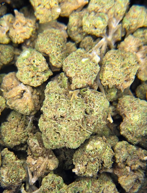 The Farm Marcellus | Gelato 41 x Soap| (Gelato x Zoap)