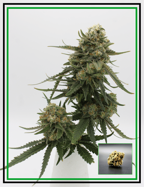 Buds - Blueberry Pineapple