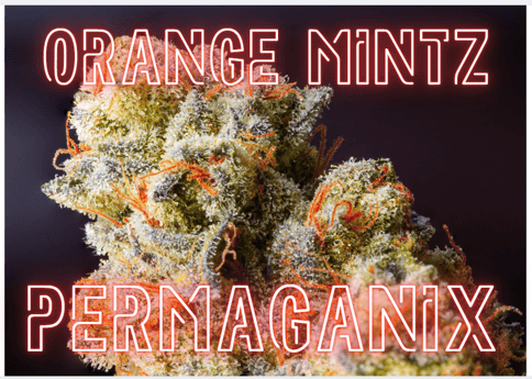 Orange Mintz Flower PermaGanix