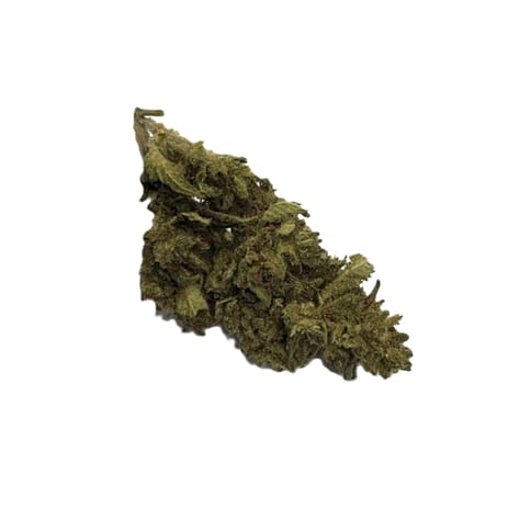 Pineapple (Williams Wonder)