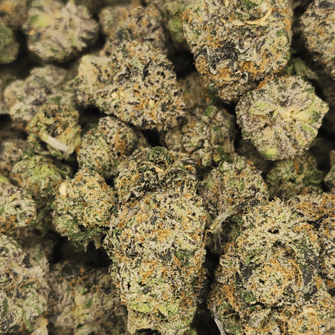 BOW HOUSE | BOWHOUSE RUNTZ | BULK FLOWER
