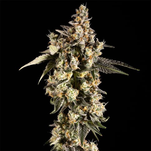 14ER | Grimace OG | 3.5G