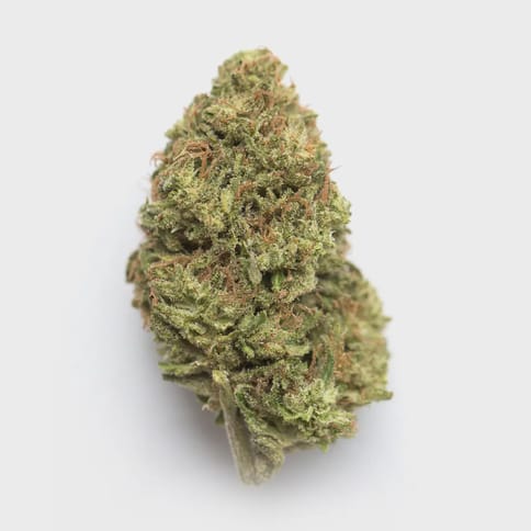 Poison Gushers - 4g Bag