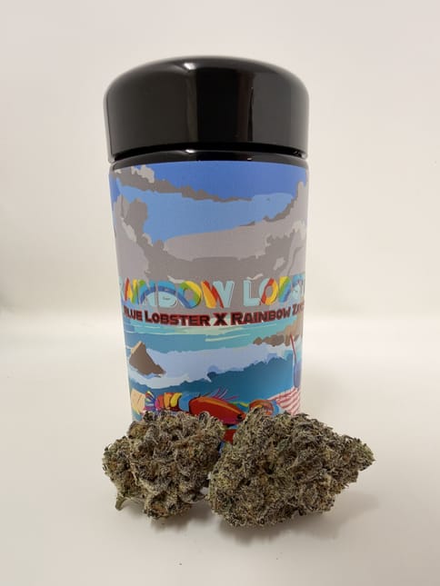 Skyfall Cannapy - Rainbow Lobster