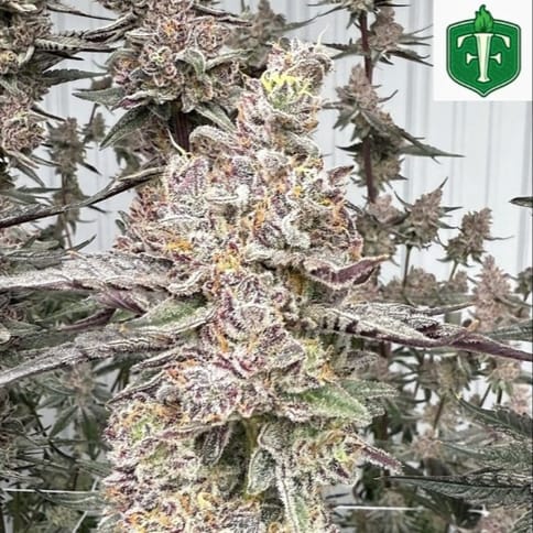 Neon Lights - 1g Pre-Roll