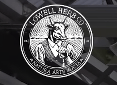 LOWELL Bubble Hash - Limoncello Runtz, 1g