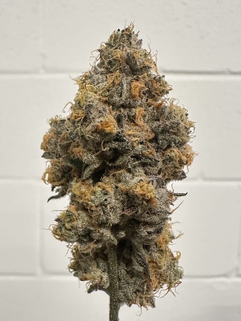 Alt Sol | Snow Glovez | 3.5g