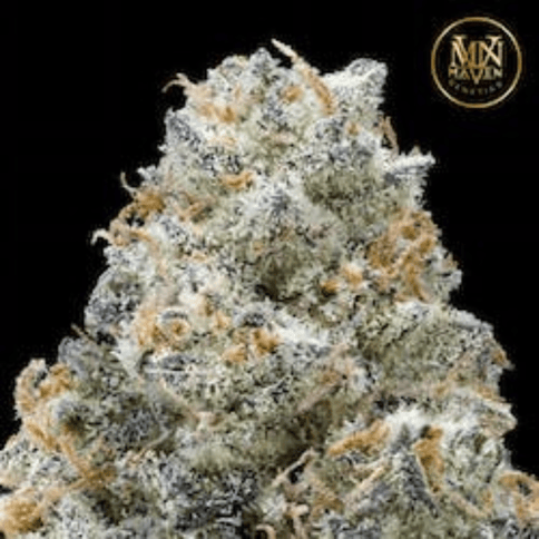 Yuzu Mac - 3.5G