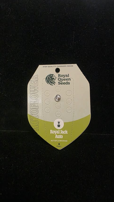 Auto Flowering Seeds - Royal Jack Auto