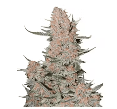 Ztrawberriez Deli Flower New Blondies
