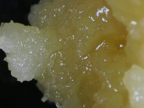Motor Oil 2g Live Rosin