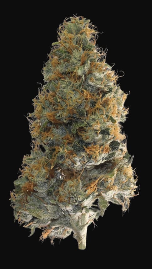 Flower | 3.5g | Indica Hybrid | Godfather OG